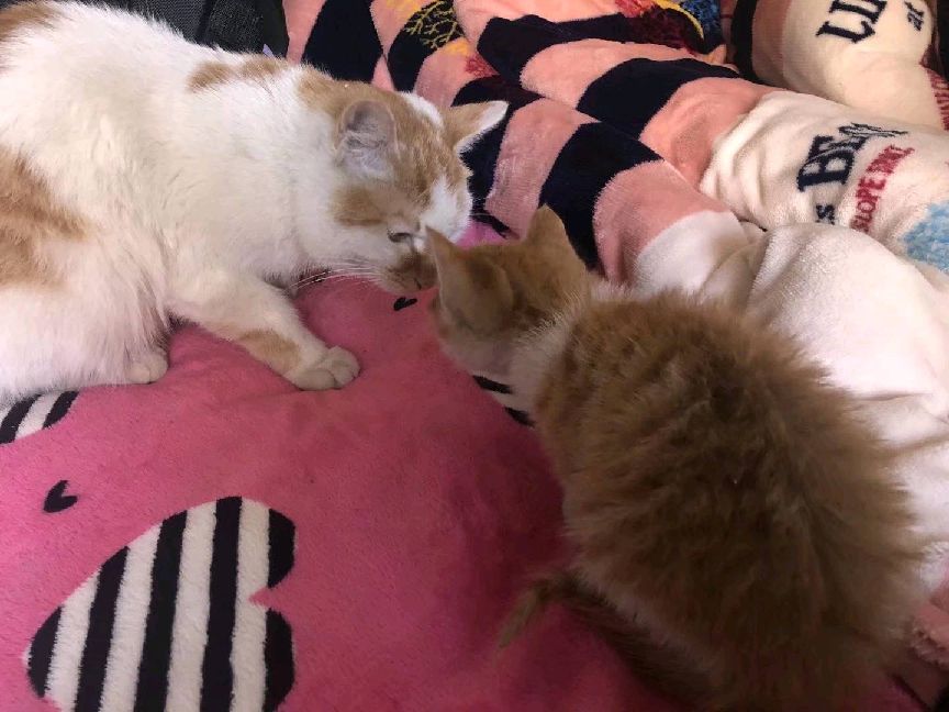 猫图片|宠物猫|猫咪|