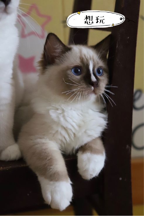 猫图片|宠物猫|猫咪|