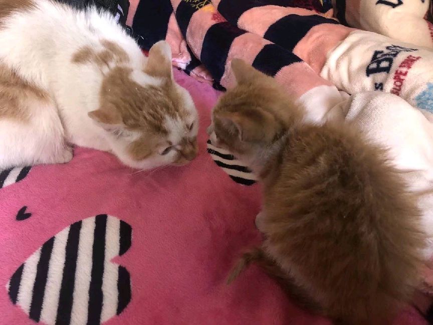 猫图片|宠物猫|猫咪|