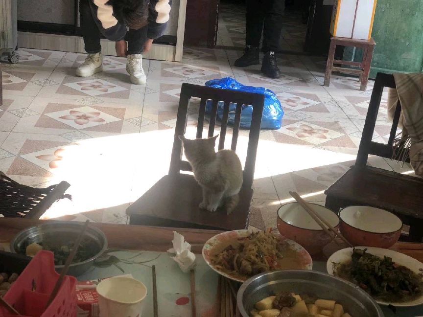 猫图片|宠物猫|猫咪|