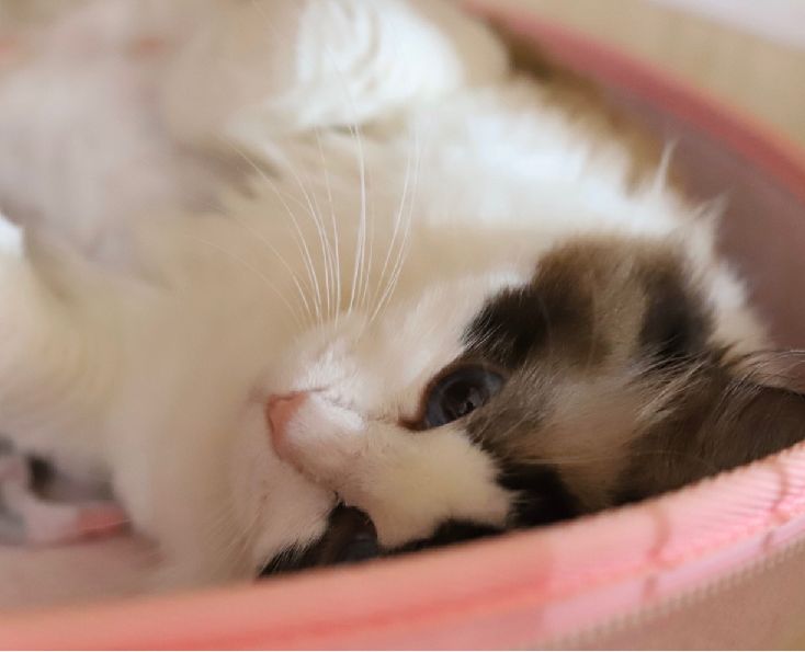 猫图片|宠物猫|猫咪|