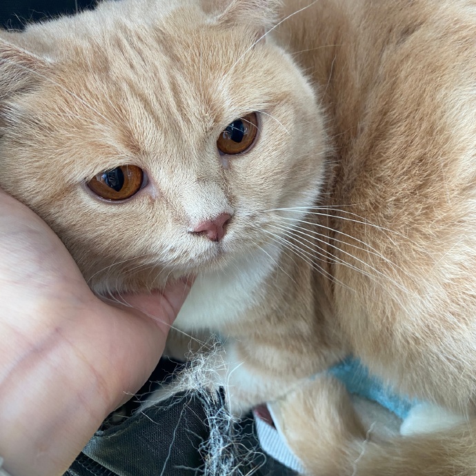 猫图片|宠物猫|猫咪|