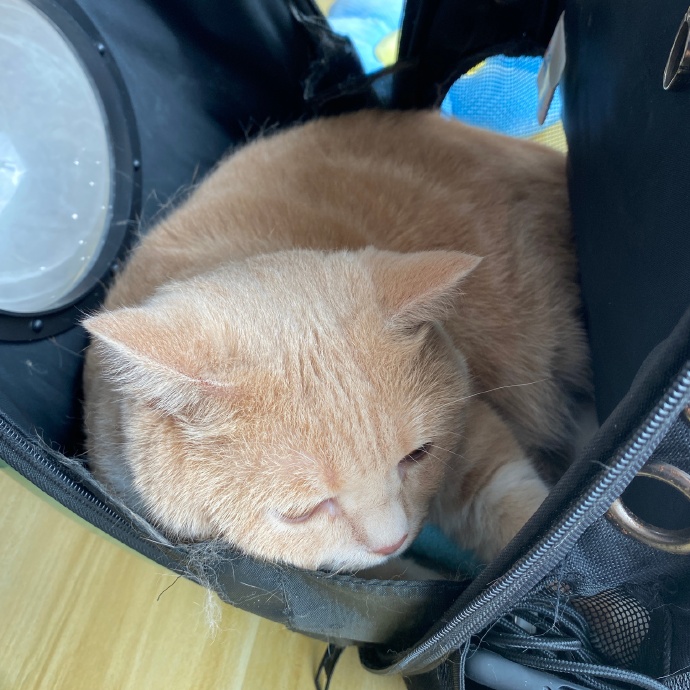 猫图片|宠物猫|猫咪|