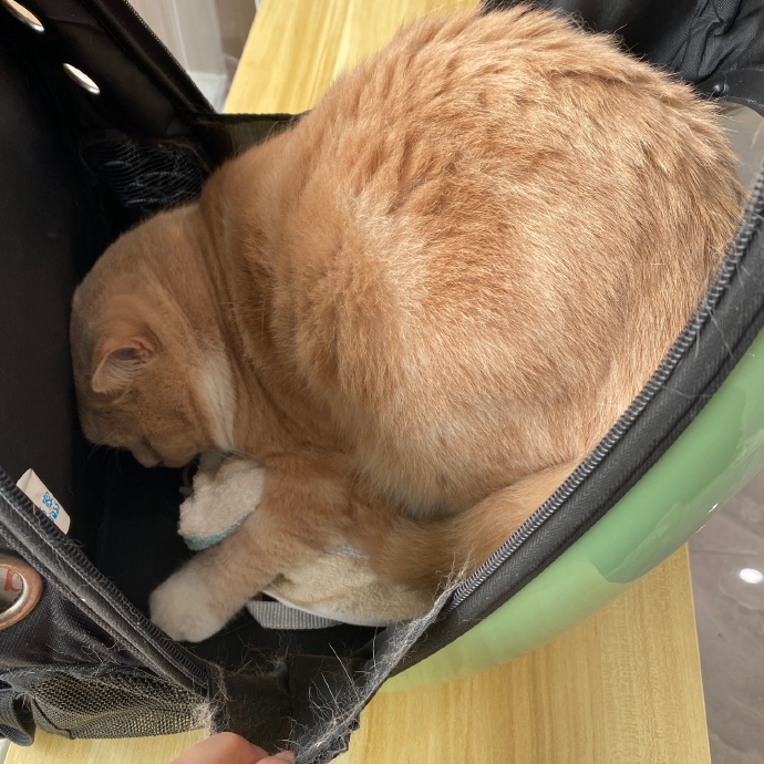 猫图片|宠物猫|猫咪|