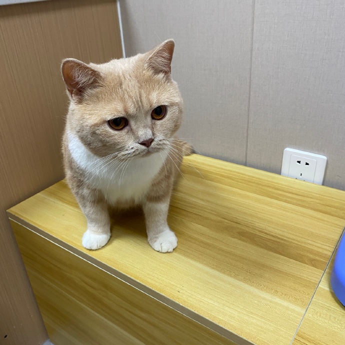 猫图片|宠物猫|猫咪|