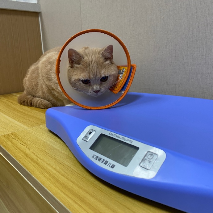 猫图片|宠物猫|猫咪|