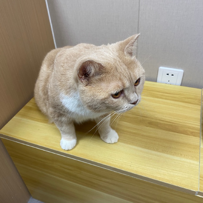 猫图片|宠物猫|猫咪|