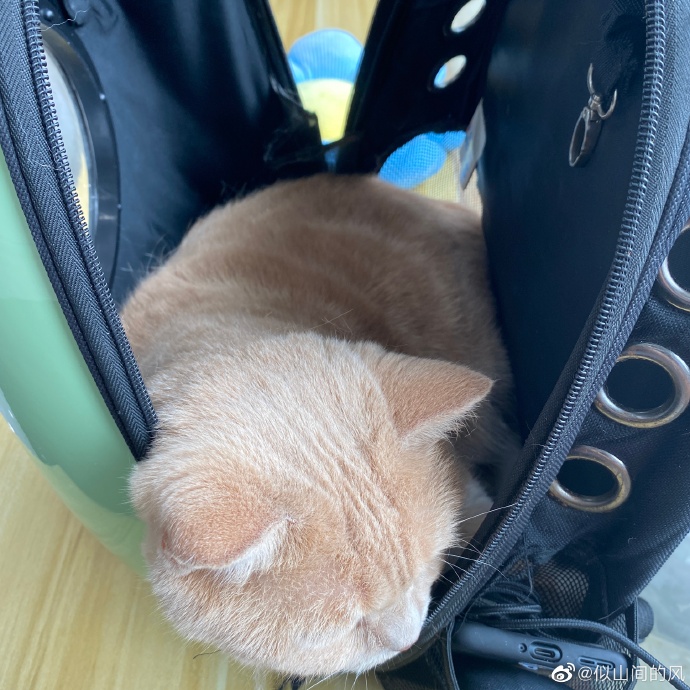 猫图片|宠物猫|猫咪|