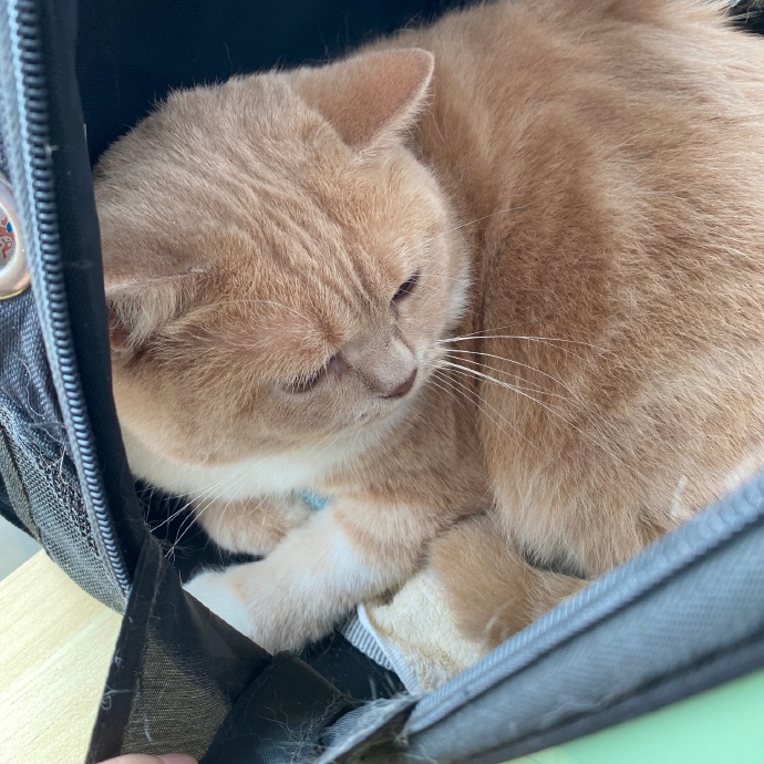 猫图片|宠物猫|猫咪|