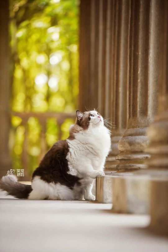 猫图片|宠物猫|猫咪|