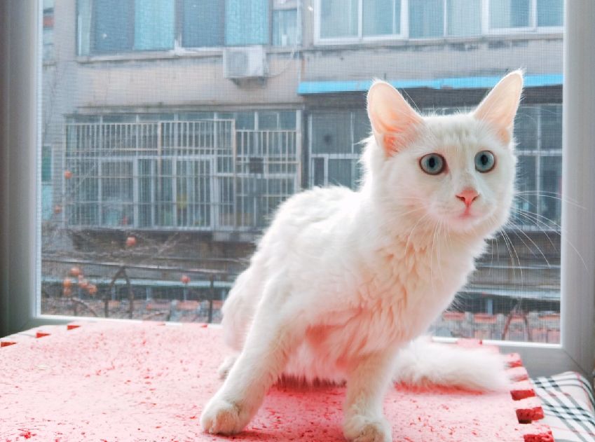 猫图片|宠物猫|猫咪|