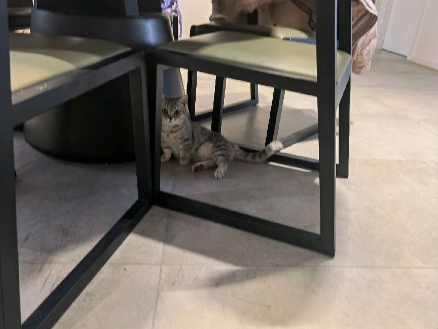 猫图片|宠物猫|猫咪|