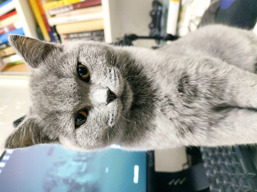 猫图片|宠物猫|猫咪|