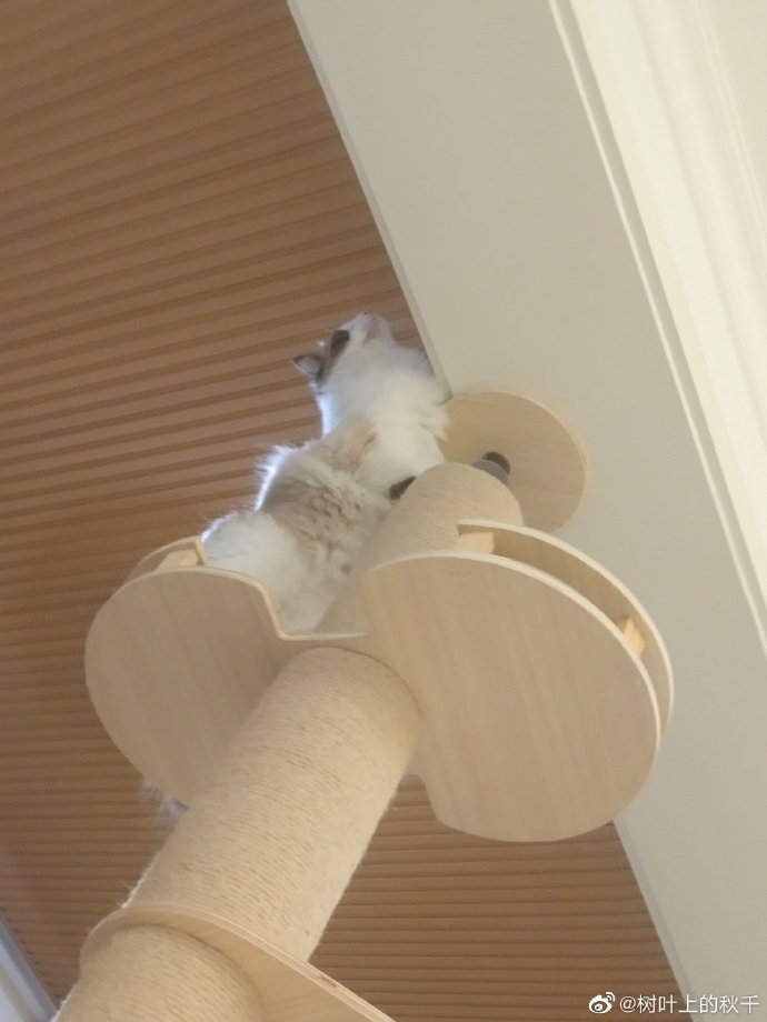 猫图片|宠物猫|猫咪|