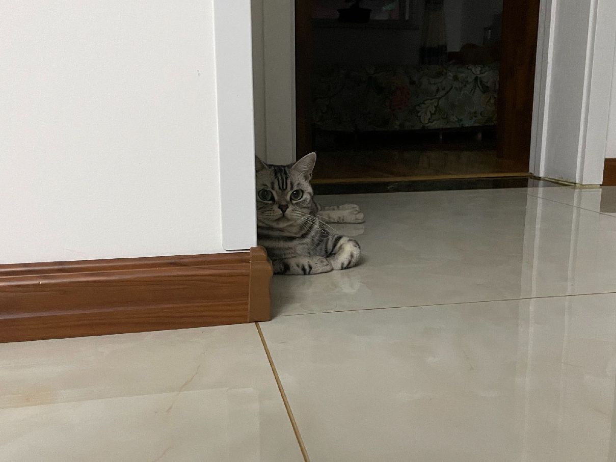 猫图片|宠物猫|猫咪|