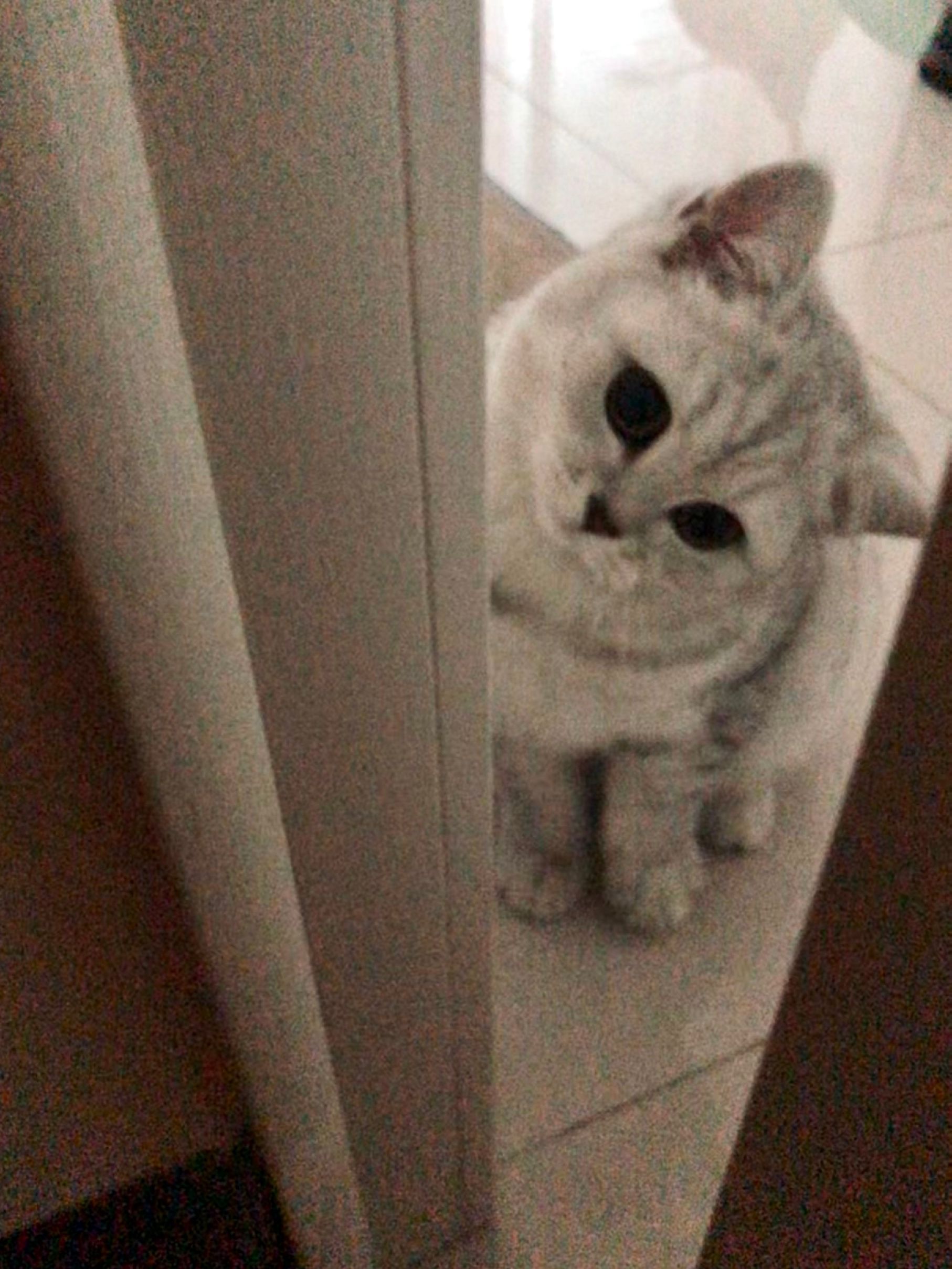 猫图片|宠物猫|猫咪|