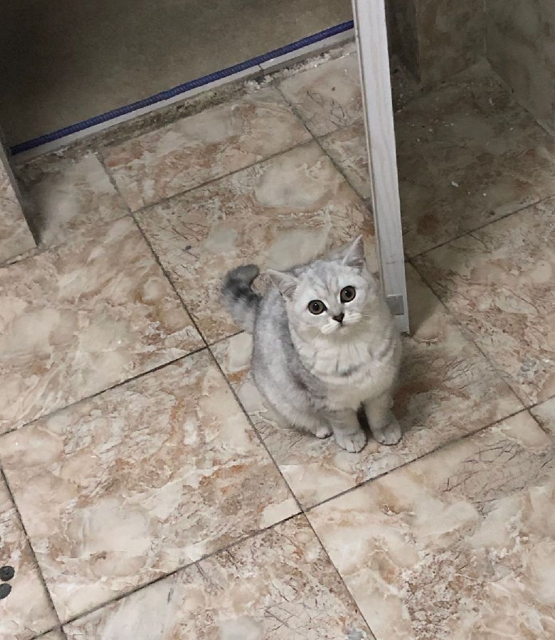 猫图片|宠物猫|猫咪|