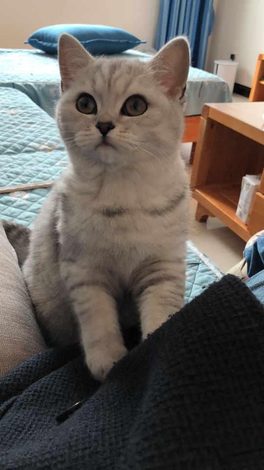 猫图片|宠物猫|猫咪|