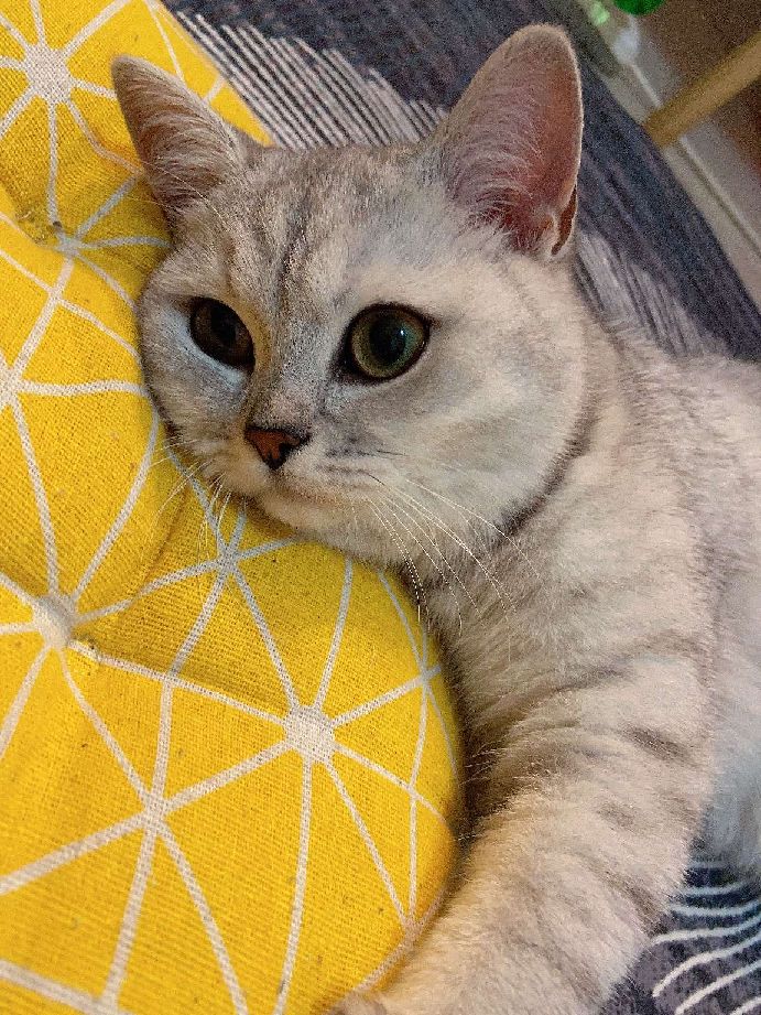 猫图片|宠物猫|猫咪|