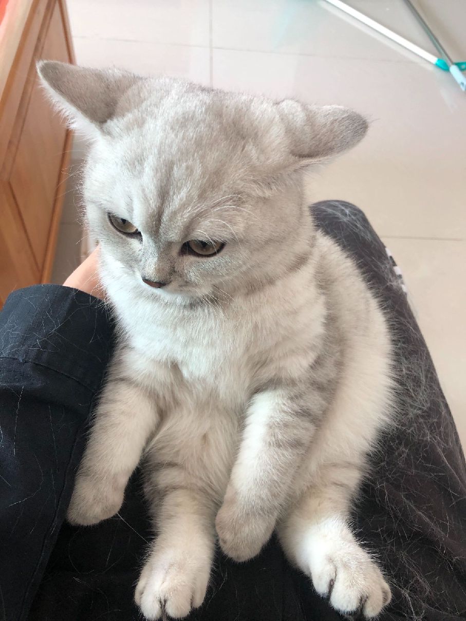 猫图片|宠物猫|猫咪|