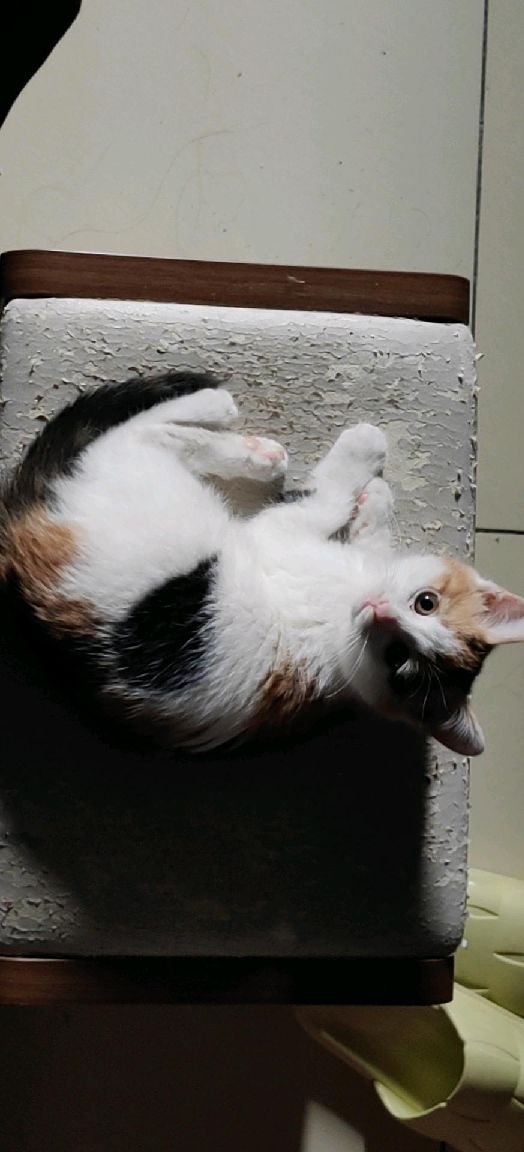 猫图片|宠物猫|猫咪|