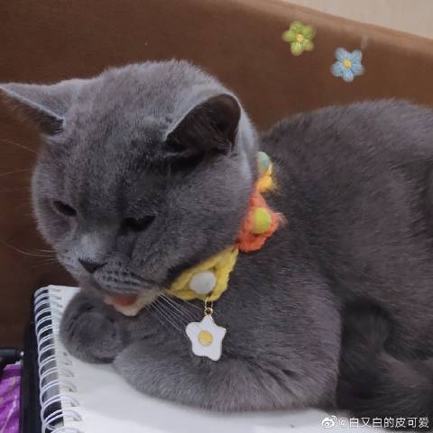 猫图片|宠物猫|猫咪|