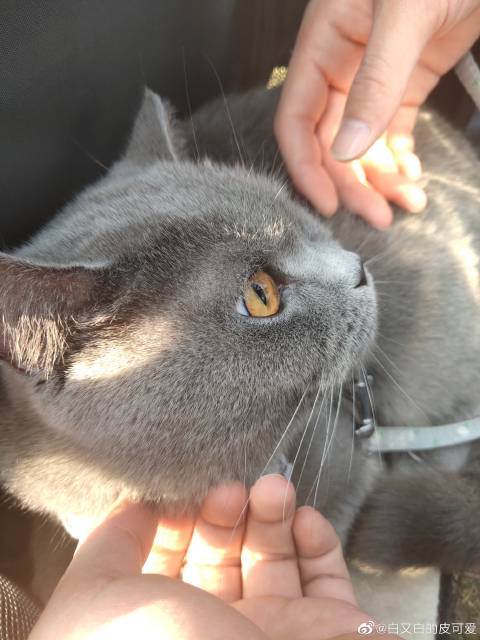 猫图片|宠物猫|猫咪|