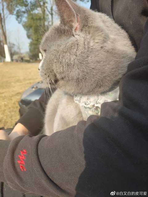 猫图片|宠物猫|猫咪|