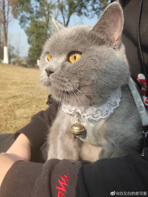 猫图片|宠物猫|猫咪|