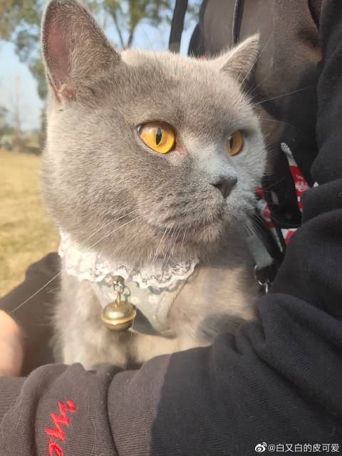 猫图片|宠物猫|猫咪|