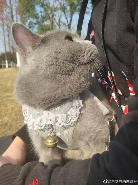 猫图片|宠物猫|猫咪|