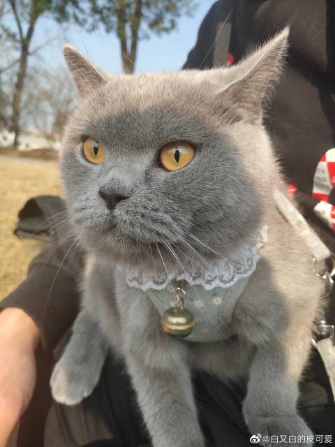 猫图片|宠物猫|猫咪|