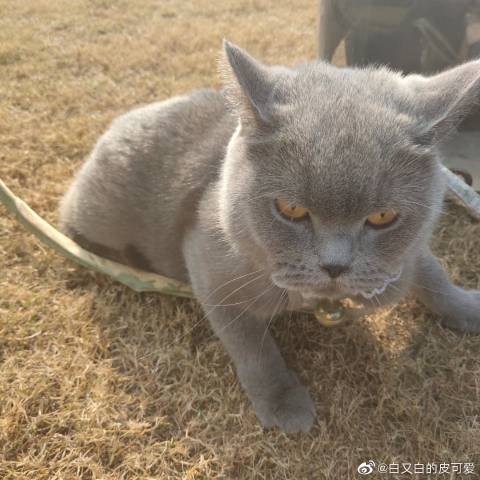 猫图片|宠物猫|猫咪|