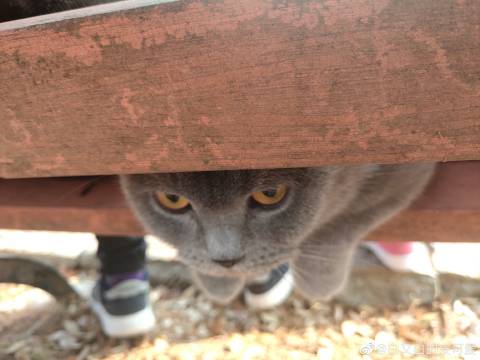 猫图片|宠物猫|猫咪|