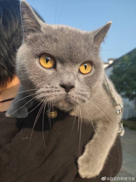 猫图片|宠物猫|猫咪|