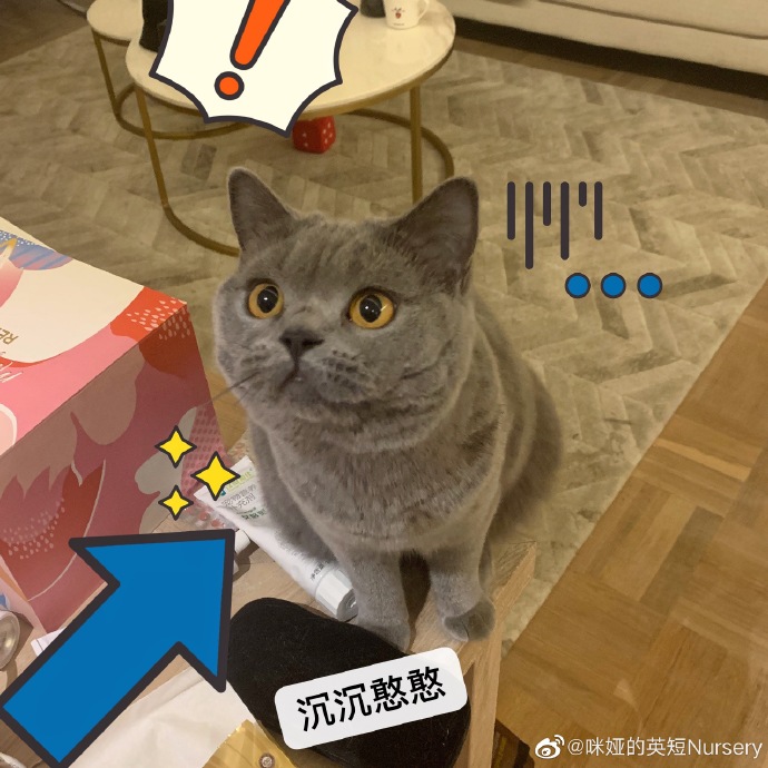 猫图片|宠物猫|猫咪|