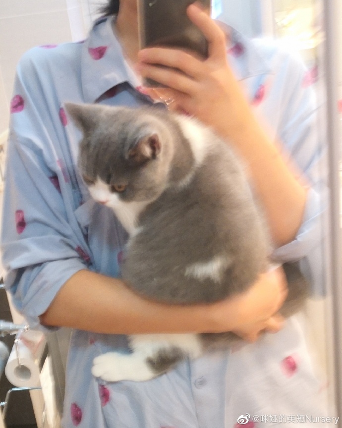 猫图片|宠物猫|猫咪|