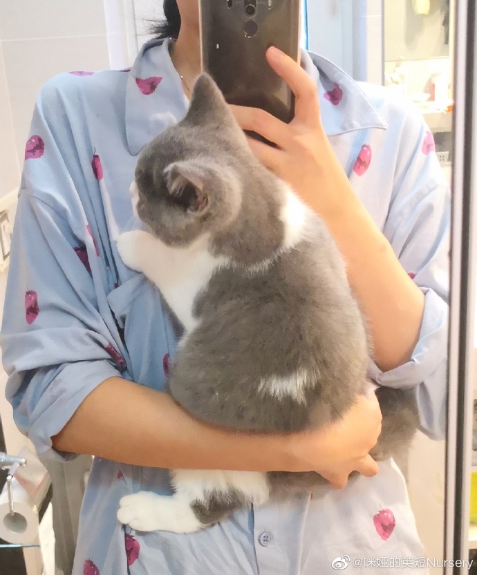 猫图片|宠物猫|猫咪|