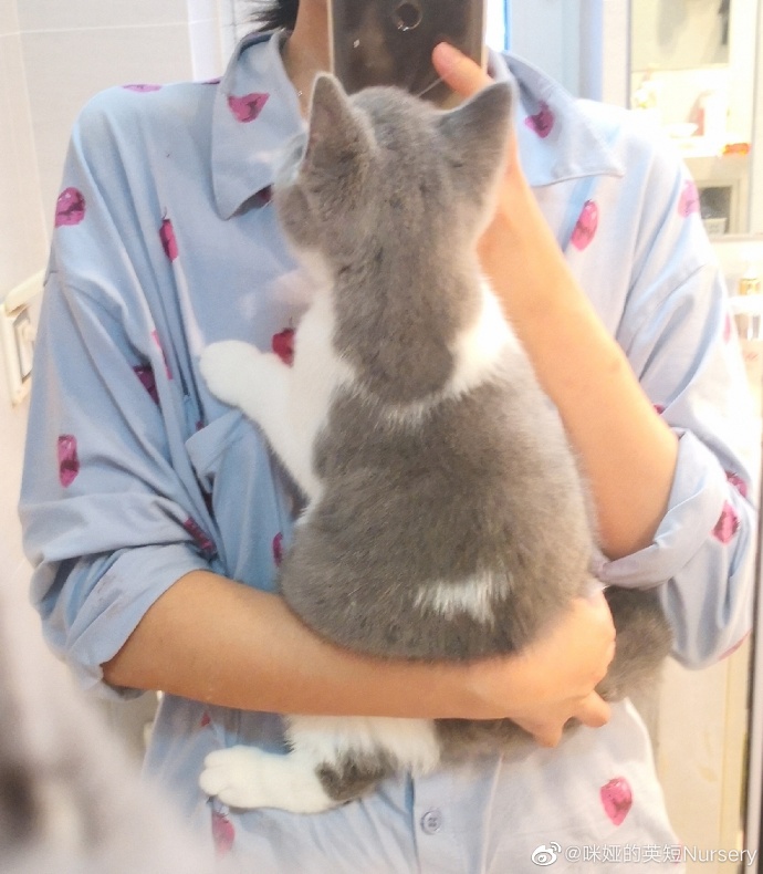 猫图片|宠物猫|猫咪|