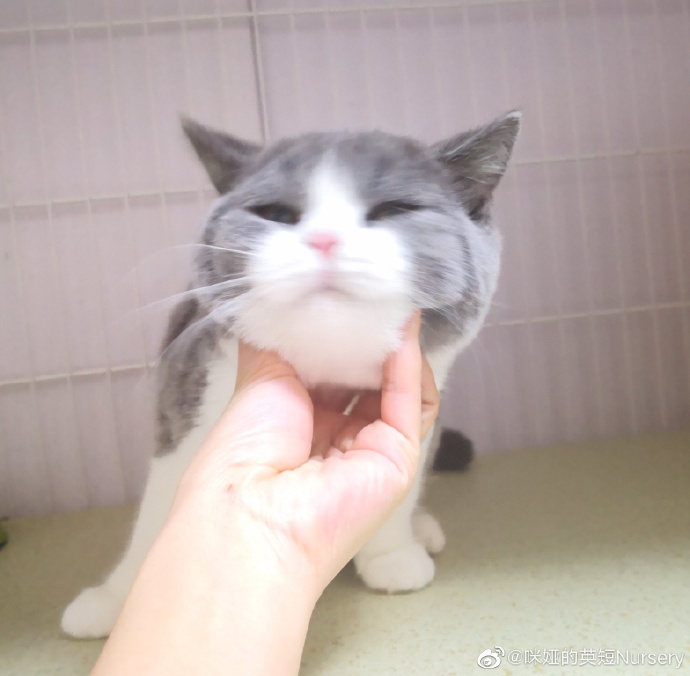 猫图片|宠物猫|猫咪|