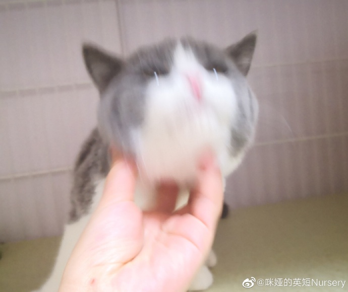 猫图片|宠物猫|猫咪|