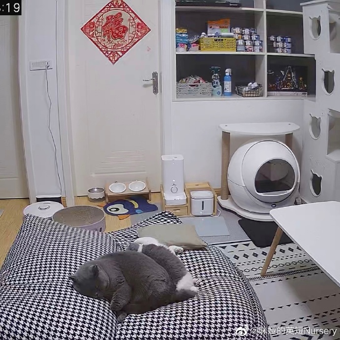 猫图片|宠物猫|猫咪|