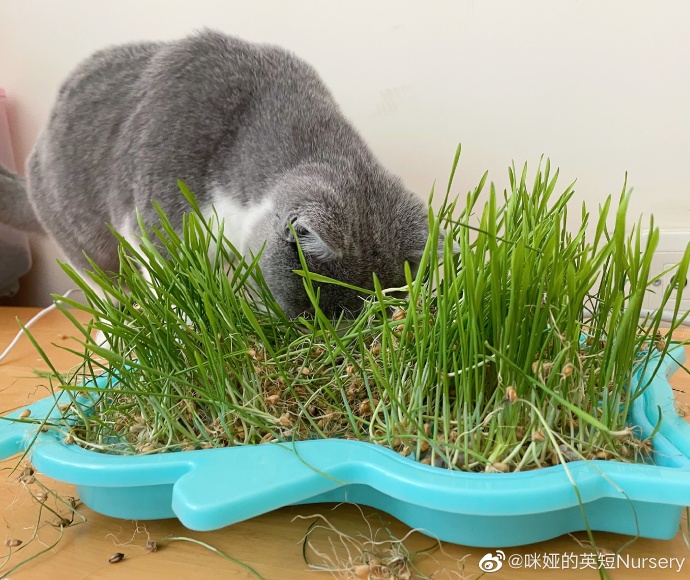 猫图片|宠物猫|猫咪|