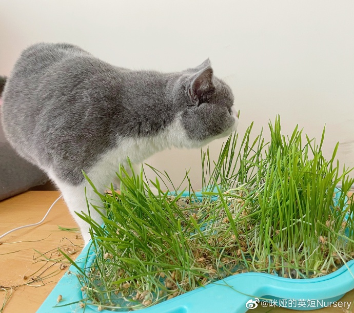 猫图片|宠物猫|猫咪|