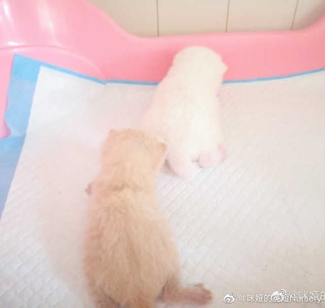 猫图片|宠物猫|猫咪|