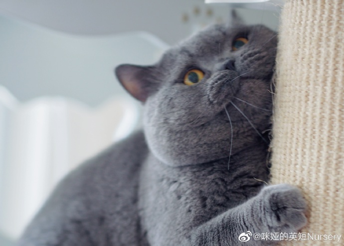 猫图片|宠物猫|猫咪|