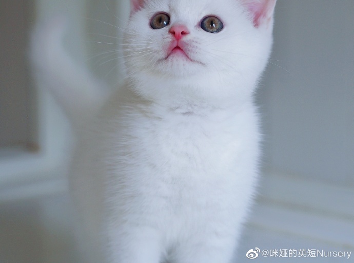 猫图片|宠物猫|猫咪|