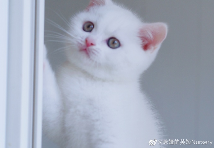 猫图片|宠物猫|猫咪|