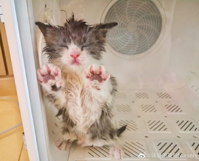 猫图片|宠物猫|猫咪|