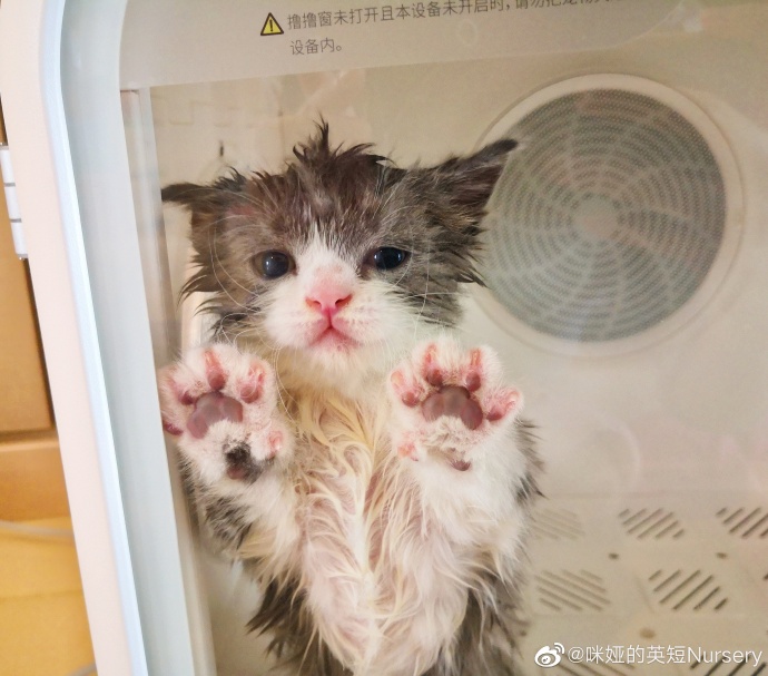 猫图片|宠物猫|猫咪|